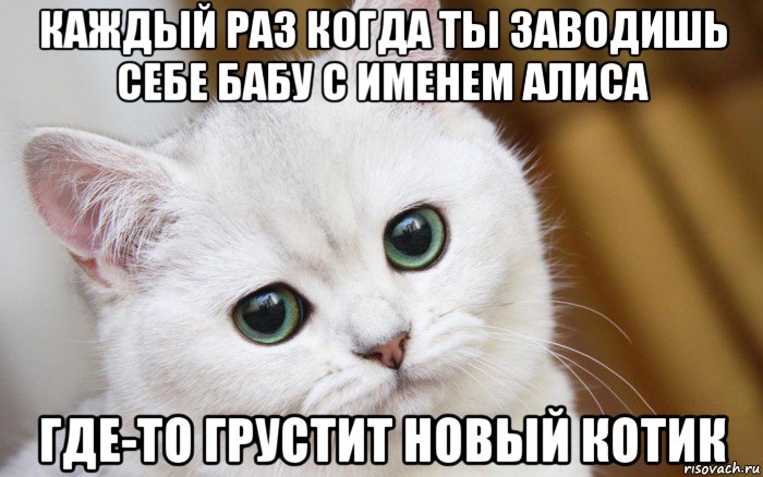 каждый раз когда ты заводишь себе бабу с именем алиса где-то грустит новый котик, Мем  В мире грустит один котик