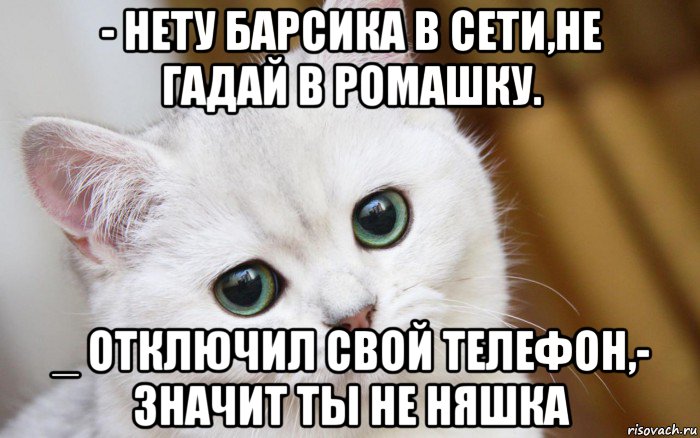 - нету барсика в сети,не гадай в ромашку. _ отключил свой телефон,- значит ты не няшка, Мем  В мире грустит один котик