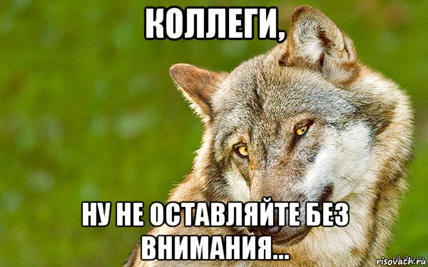 коллеги, ну не оставляйте без внимания..., Мем   Volf