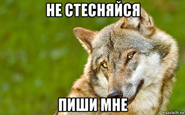 не стесняйся пиши мне, Мем   Volf