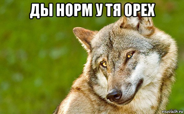 ды норм у тя орех , Мем   Volf