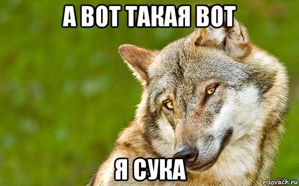 а вот такая вот я сука, Мем   Volf