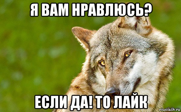 я вам нравлюсь? если да! то лайк, Мем   Volf