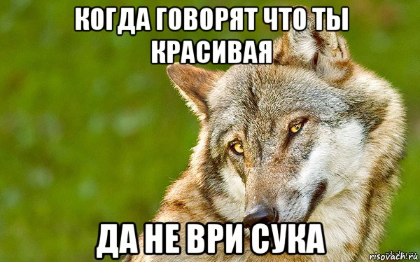 когда говорят что ты красивая да не ври сука, Мем   Volf