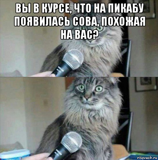 вы в курсе, что на пикабу появилась сова, похожая на вас? 