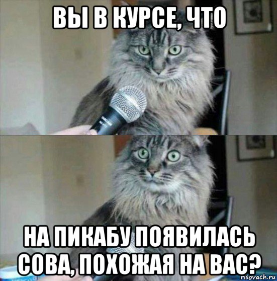 вы в курсе, что на пикабу появилась сова, похожая на вас?