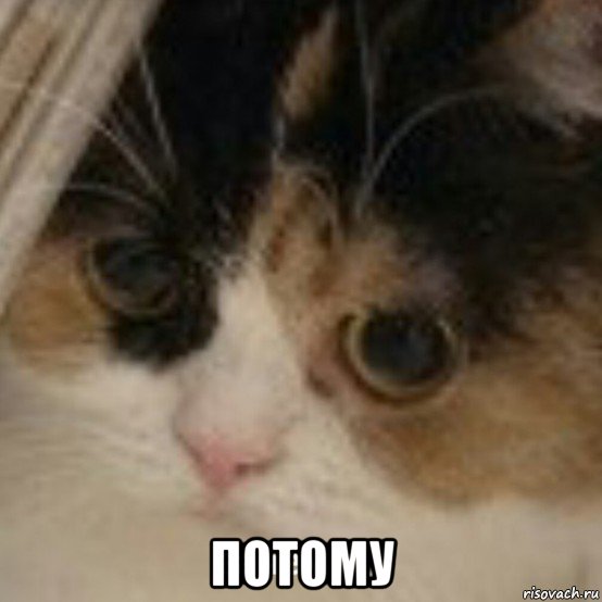  потому, Мем Зачем
