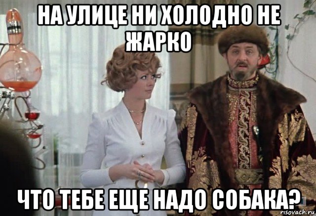 на улице ни холодно не жарко что тебе еще надо собака?, Мем Чего тебе надо собака