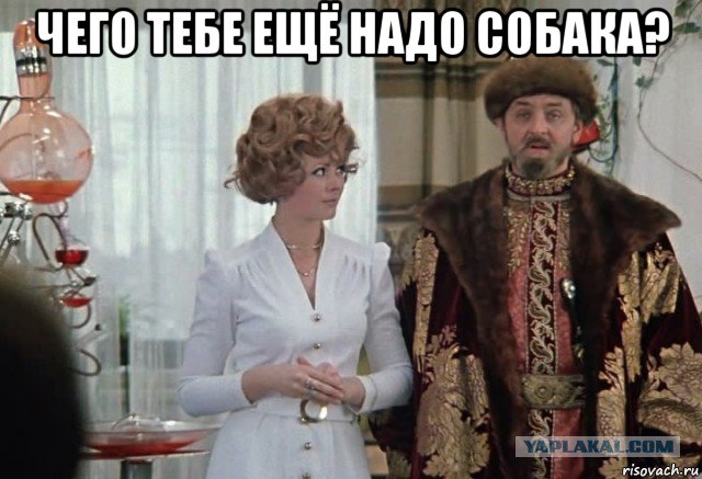 чего тебе ещё надо собака? , Мем Чего тебе надо собака