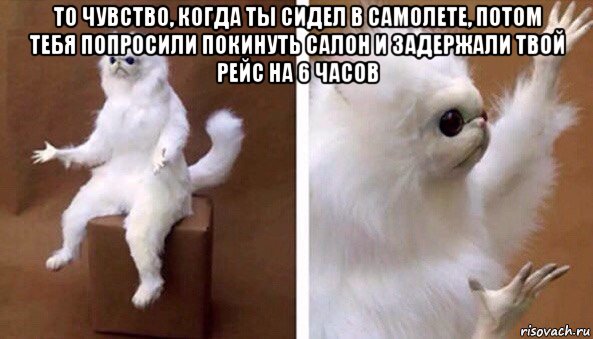 то чувство, когда ты сидел в самолете, потом тебя попросили покинуть салон и задержали твой рейс на 6 часов , Мем Чучело кота