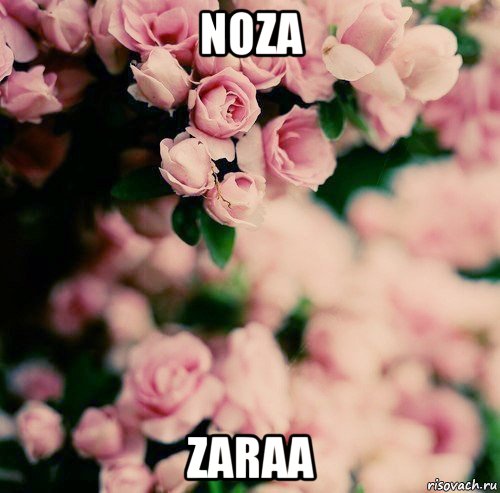 noza zaraa, Мем цветы