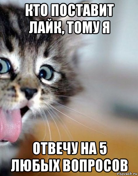 кто поставит лайк, тому я отвечу на 5 любых вопросов