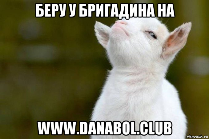беру у бригадина на www.danabol.club, Мем  Гордый козленок