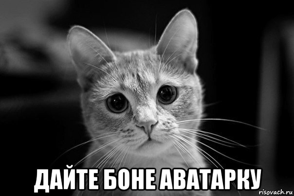  дайте боне аватарку