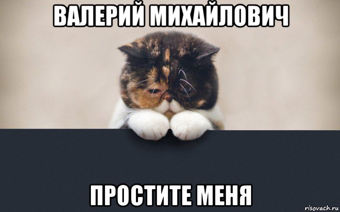 валерий михайлович простите меня, Мем Грустный кот