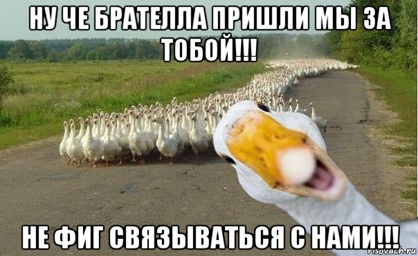 ну че брателла пришли мы за тобой!!! не фиг связываться с нами!!!, Мем гуси