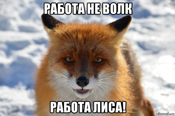 работа не волк работа лиса!