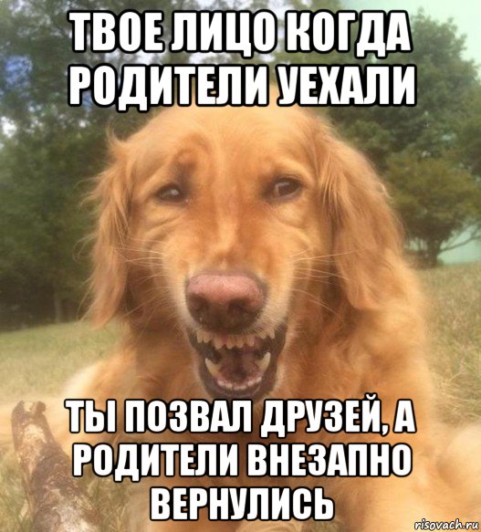 твое лицо когда родители уехали ты позвал друзей, а родители внезапно вернулись, Мем   Когда увидел что соседского кота отнесли в чебуречную