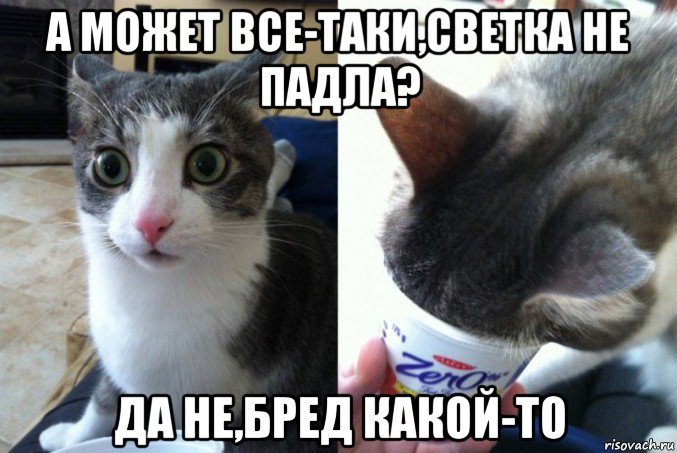 а может все-таки,светка не падла? да не,бред какой-то, Мем Кот да не бред какой то