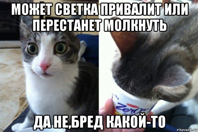 может светка привалит или перестанет молкнуть да не,бред какой-то, Мем Кот да не бред какой то