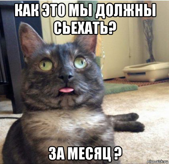 как это мы должны сьехать? за месяц ?, Мем   Кот завис