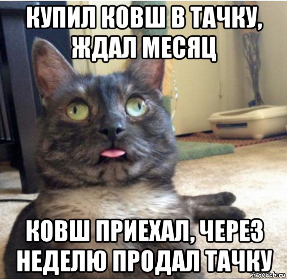 купил ковш в тачку, ждал месяц ковш приехал, через неделю продал тачку, Мем   Кот завис