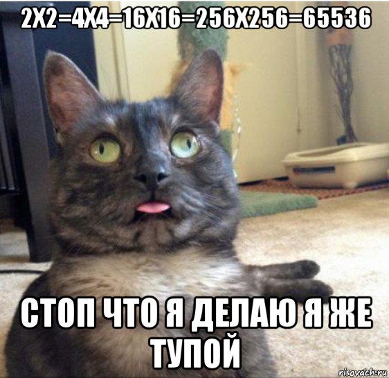 2х2=4x4=16x16=256x256=65536 стоп что я делаю я же тупой, Мем   Кот завис