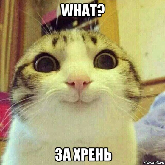 what? за хрень, Мем       Котяка-улыбака