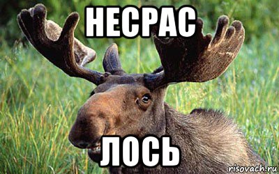 несрас лось, Мем лось