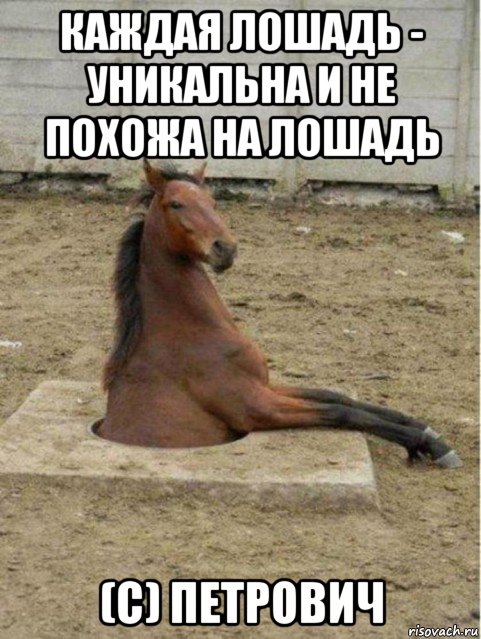 каждая лошадь - уникальна и не похожа на лошадь (с) петрович