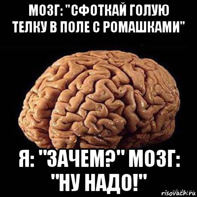 мозг: "сфоткай голую телку в поле с ромашками" я: "зачем?" мозг: "ну надо!", Мем мозг