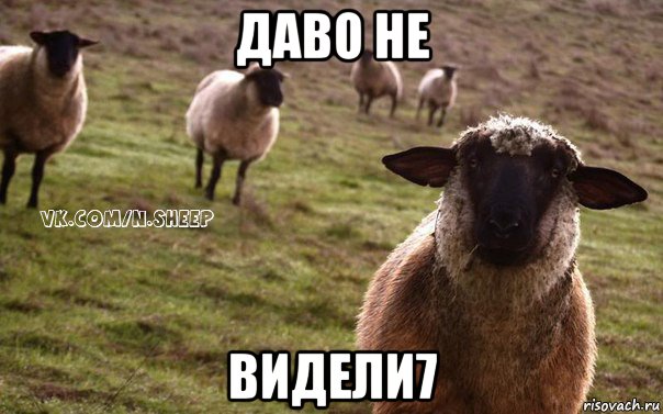даво не видели7, Мем  Наивная Овца