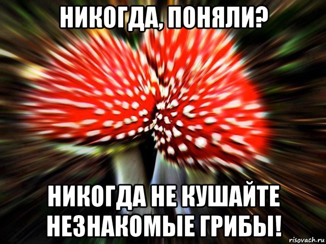 никогда, поняли? никогда не кушайте незнакомые грибы!, Мем наркоман штоле