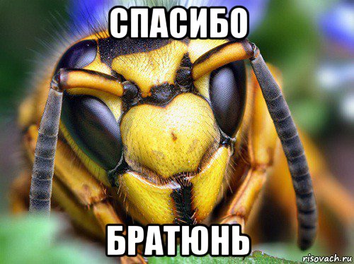 спасибо братюнь