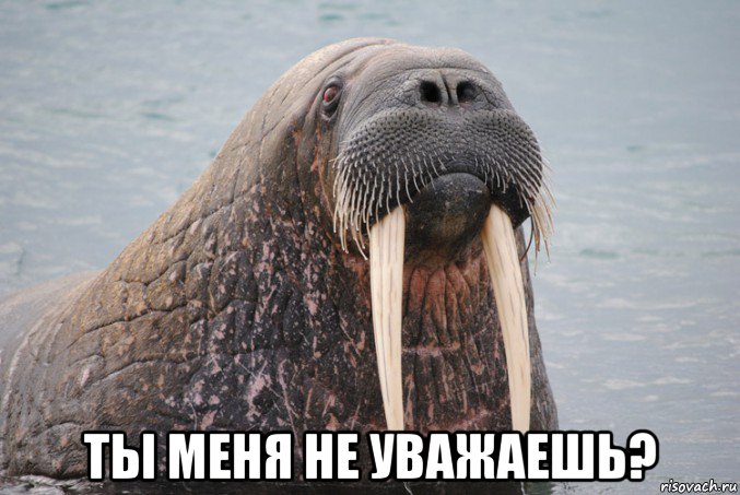  ты меня не уважаешь?, Мем Портрейт морж