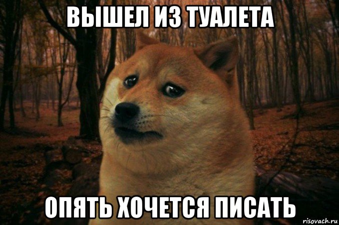 вышел из туалета опять хочется писать, Мем SAD DOGE