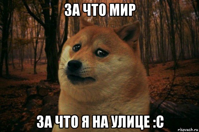 за что мир за что я на улице :c, Мем SAD DOGE