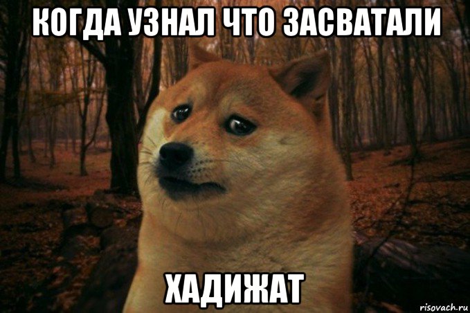 когда узнал что засватали хадижат, Мем SAD DOGE