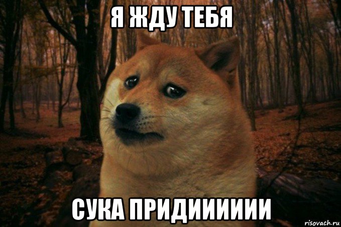 я жду тебя сука придииииии, Мем SAD DOGE