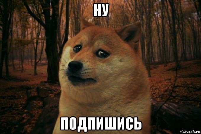 ну подпишись, Мем SAD DOGE