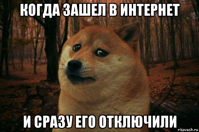 когда зашел в интернет и сразу его отключили, Мем SAD DOGE