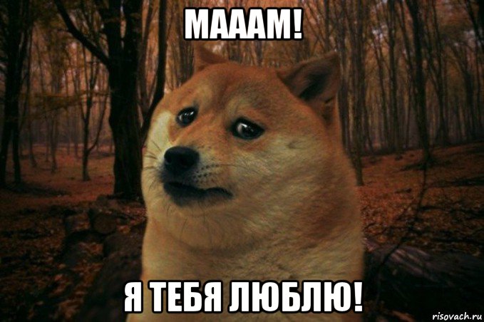 мааам! я тебя люблю!, Мем SAD DOGE