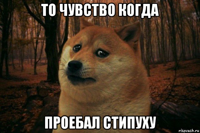 то чувство когда проебал стипуху, Мем SAD DOGE