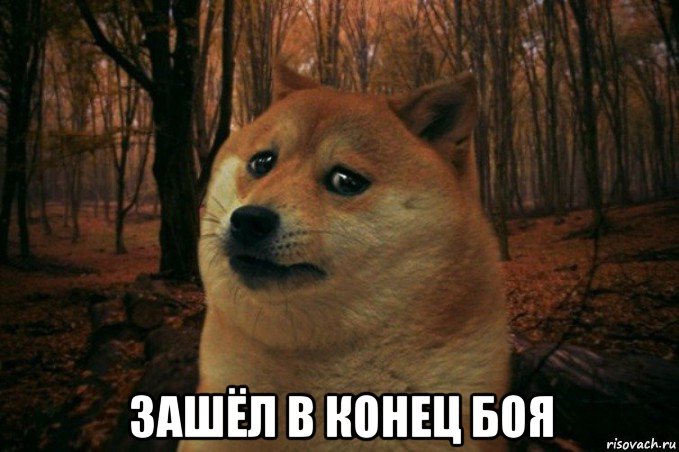  зашёл в конец боя, Мем SAD DOGE