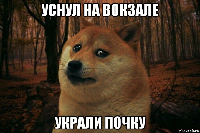 уснул на вокзале украли почку, Мем SAD DOGE