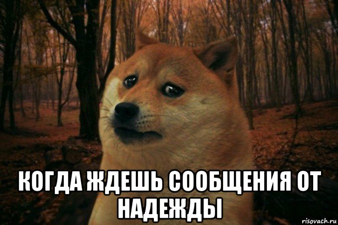  когда ждешь сообщения от надежды, Мем SAD DOGE