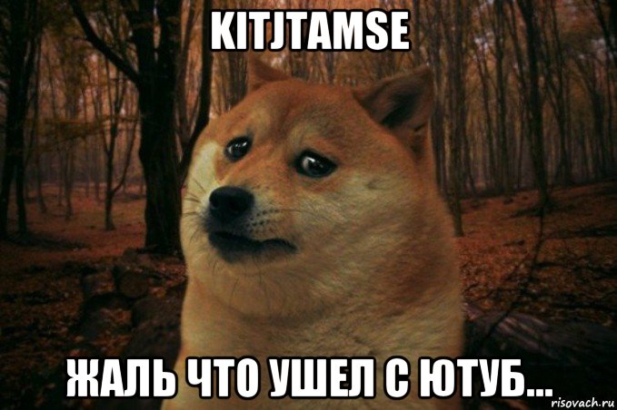 kitjtamse жаль что ушел с ютуб..., Мем SAD DOGE