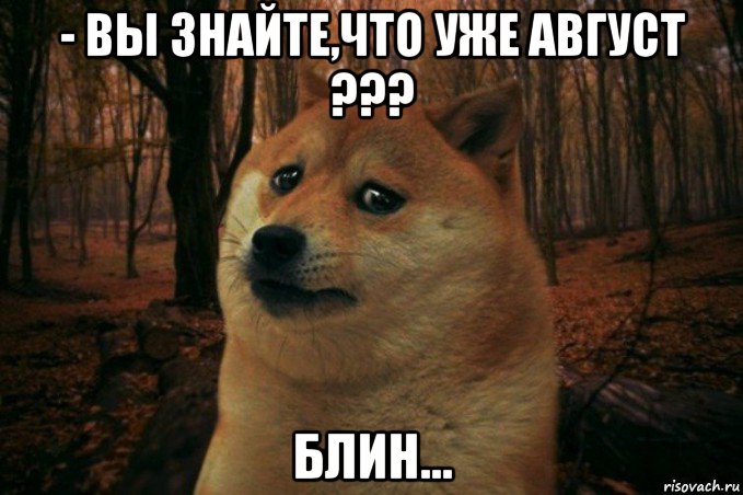 - вы знайте,что уже август ??? блин..., Мем SAD DOGE