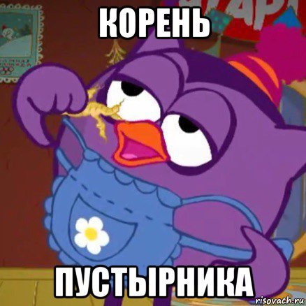 корень пустырника