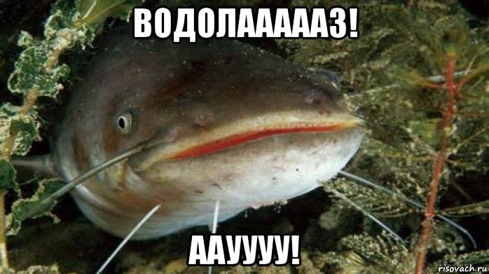 водолаааааз! аауууу!